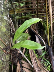 Niphidium crassifolium