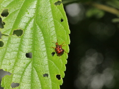 Agomadaranus pardaloides