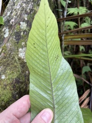 Niphidium crassifolium