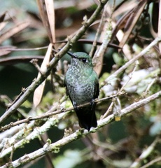 Taphrospilus hypostictus