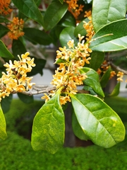 Osmanthus fragrans aurantiacus
