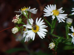 Halictidae