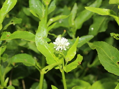 Gymnocoronis spilanthoides