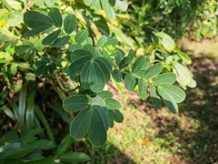Senna surattensis