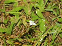 Murdannia loriformis