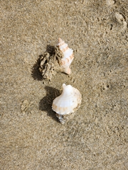 Austrofusus glans