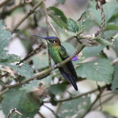 Heliodoxa leadbeateri