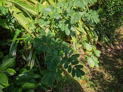 Senna surattensis