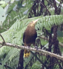 Psarocolius angustifrons