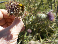 Vespinae