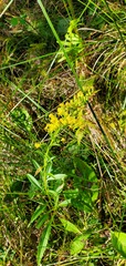 Solidago uliginosa