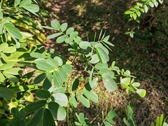 Senna surattensis