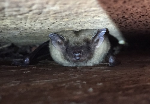 Evening Bat