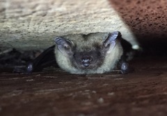 Evening Bat photo 3