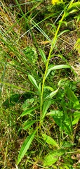 Solidago uliginosa