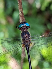 Pseudocordulia circularis