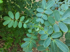 Senna surattensis