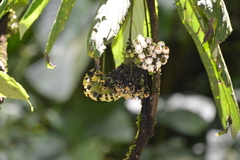 Tournefortia gigantifolia