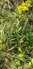 Solidago uliginosa