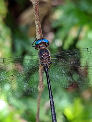 Pseudocordulia circularis