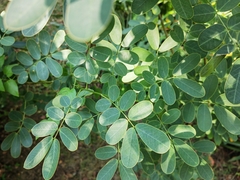Senna surattensis