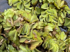 Salvinia