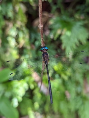 Pseudocordulia circularis