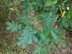 Senna surattensis