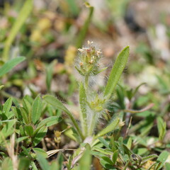 Plantago bellardii