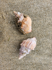 Struthiolaria papulosa