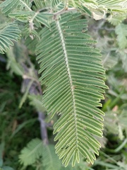 Vachellia pennatula