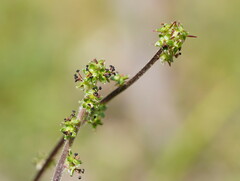 Acaena echinata