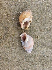Struthiolaria papulosa