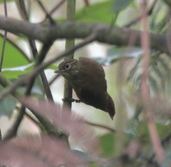 Anabacerthia striaticollis