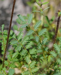 Acaena echinata