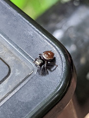 Zenodorus orbiculatus