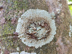 Caliciaceae