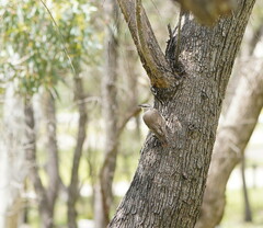 Climacteris picumnus
