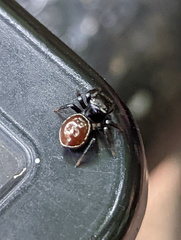 Zenodorus orbiculatus
