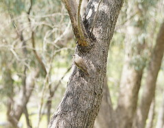 Climacteris picumnus