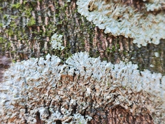 Caliciaceae