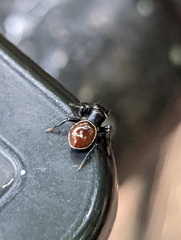 Zenodorus orbiculatus