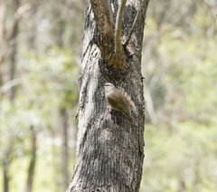 Climacteris picumnus