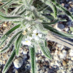 Johnstonella angustifolia