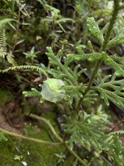 Gaeotis nigrolineata