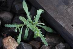 Senecio dubitabilis