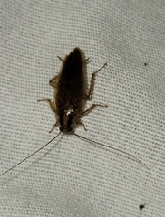 Blattella