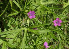 Geranium dissectum