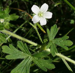 Geranium potentilloides