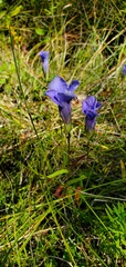 Gentianopsis virgata